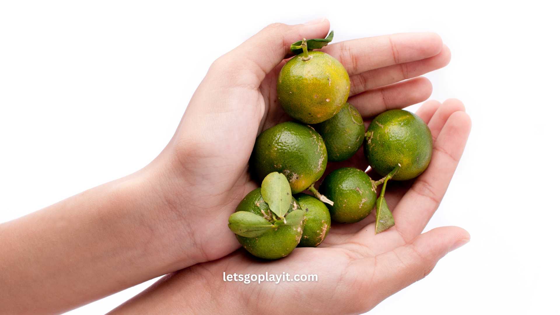 Calamansi Fruit Relay